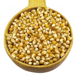 Kukurydza ziarno - na popcorn